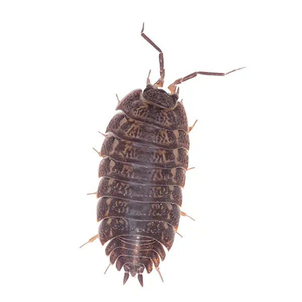Pill Bugs/Sowbugs