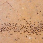 What ant infestations look like in Illinois & Indiana - Anderson Pest Solutions