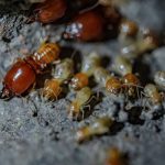 Subterranean termites in Illinois & Indiana - Anderson Pest Solutions