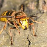 What Asian giant hornets look like in Illinois and Indiana - Anderson Pest Solutions
