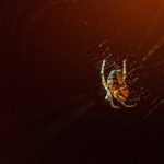 Learn more about spiders in Illinois & Indiana - Anderson Pest Solutions