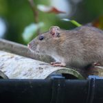 The roof rat is a common rodent problem in Illinois and Indiana - Anderson Pest Solutions