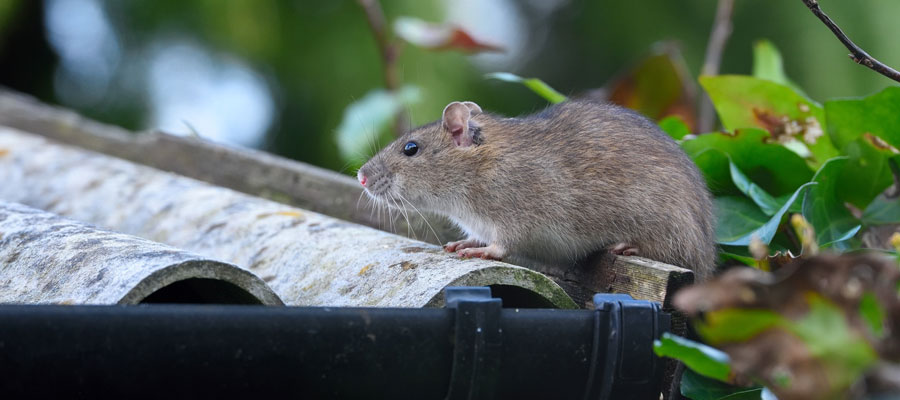 https://andersonpestsolutions.com/wp-content/uploads/2017/02/illinois-rodents.jpg