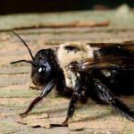 What carpenter bees look like in Chicago IL - Anderson Pest Solutions