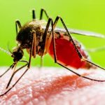 What mosquitoes look like in Illinois & Indiana - Anderson Pest Solutions