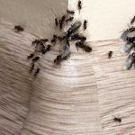 ants in Arlington Heights, Chicago IL and St Louis MO