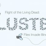 cluster flies in Chicago IL and St Louis MO