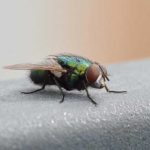 flies in Chicago IL and St Louis MO