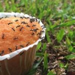 summer ants in Chicago IL and St Louis MO
