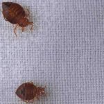 bed bug infestations in colleges in Chicago IL and St Louis MO