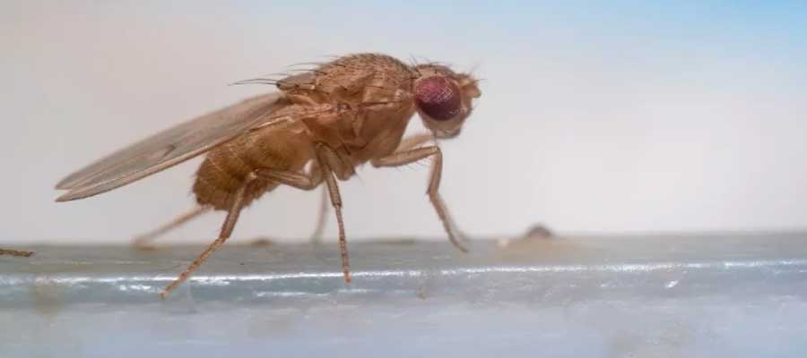 How to get rid of fruit flies in GA for pest control