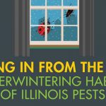 overwintering pests in Chicago IL and St Louis MO
