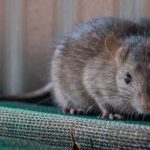 rat control in Chicago IL and St Louis MO