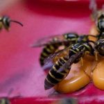 yellow jackets in Chicago IL and St Louis MO