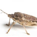 What brown marmorated stink bugs look like in Chicago IL - Anderson Pest Solutions