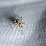 What some house spiders look like in Illinois & Indiana - Anderson Pest Solutions