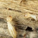Termites during the winter in Chicago IL and Indiana - Anderson Pest Solutions