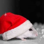 mice and rodents during the holidays in Chicago IL and St Louis MO