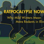rat control in Chicago IL and St Louis MO