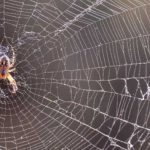 Spiders in the winter in Chicago IL and Indiana - Anderson Pest Solutions