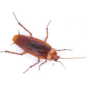American cockroach identification in Illinois and Indiana with help from Anderson Pest Solutions