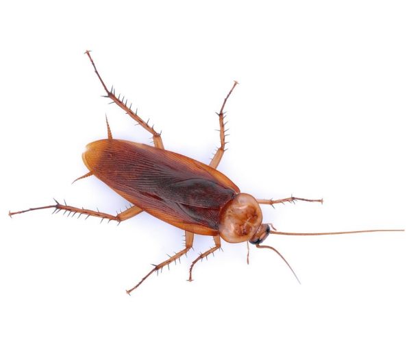 American cockroach identification in Illinois and Indiana with help from Anderson Pest Solutions