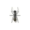 Ant Exterminator - Anderson Pest Solutions in Illinois and Indiana