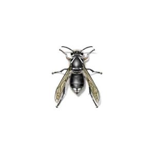 Bald Faced Hornet Extermination from Anderson Pest Solutions