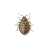 Bed Bug Exterminator - Anderson Pest Solutions in Illinois and Indiana