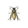 Bee Wasp and Hornet Exterminator - Anderson Pest Solutions in Illinois and Indiana