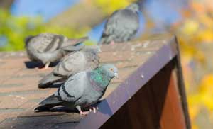 Bird Exclusion Services provided by Anderson Pest Solutions in the Midwest - Illinois and Indiana