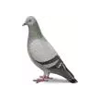Bird Removal - Anderson Pest Solutions in Illinois and Indiana