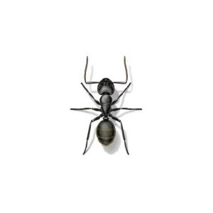 Carpenter Ant Extermination From Anderson Pest Control