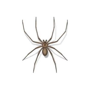 Brown Recluse Spider Extermination From Anderson Pest Control