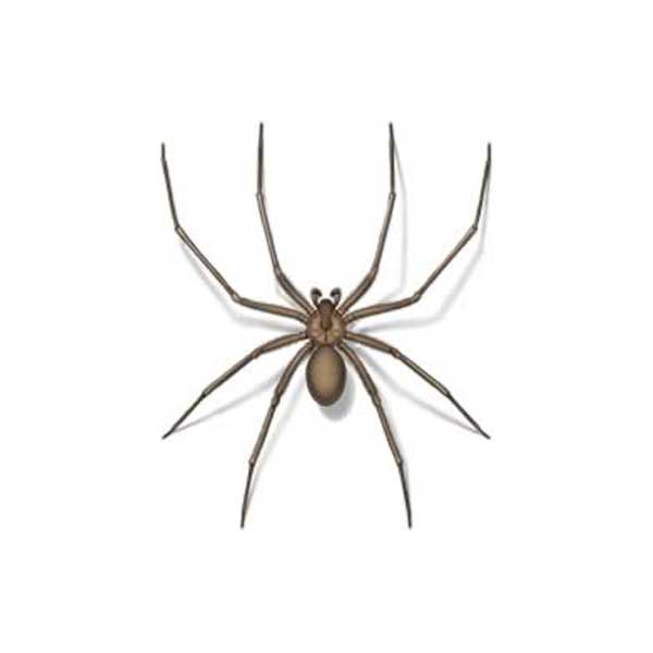 Brown Recluse Spider Identification And Behavior Anderson Pest Solutions