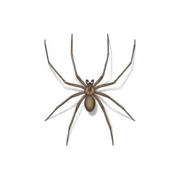 Brown Recluse Spiders  Nebraska Extension in Lancaster County