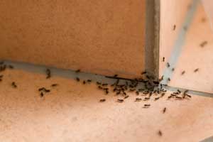 When to Call an Ant Exterminator Illinois and Indiana - Anderson Pest Solutions Ant Exterminators