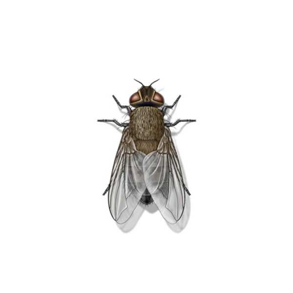 Cluster Fly Extermination From Anderson Pest Control
