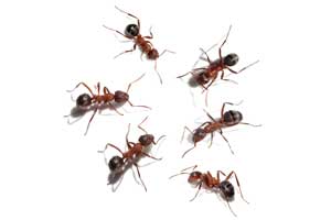Common Home Nuisance Ants in Illinois and Indiana - Anderson Pest Solutions 
