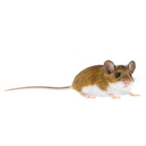 Deer Mouse identification and control in Chicago IL - Anderson Pest Solutions