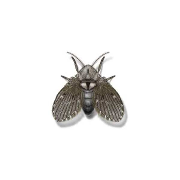 Drain Fly Extermination From Anderson Pest Control