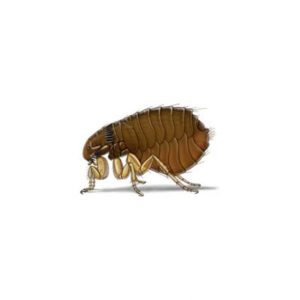Flea Extermination From Anderson Pest Control