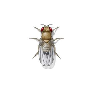 Fruit Fly Extermination From Anderson Pest Control