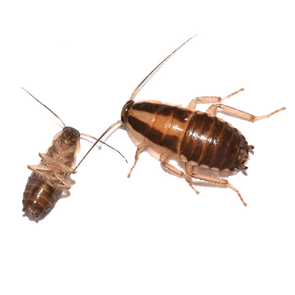 German cockroach identification and behavior in Illinois and Indiana - Anderson Pest Solutions
