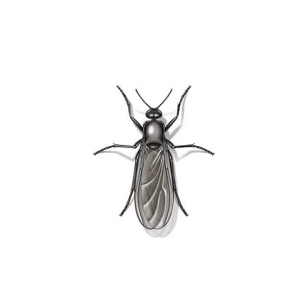 Gnat Fly Extermination From Anderson Pest Control