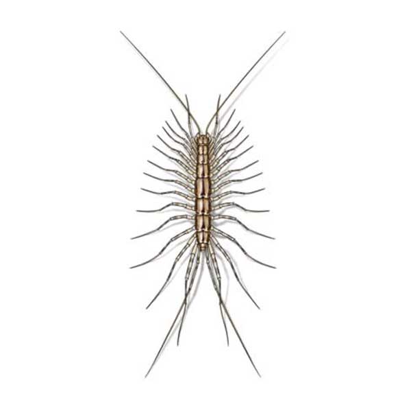 centipedes identification prevention
