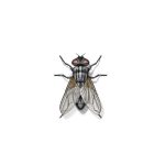 House Fly Extermination From Anderson Pest Control