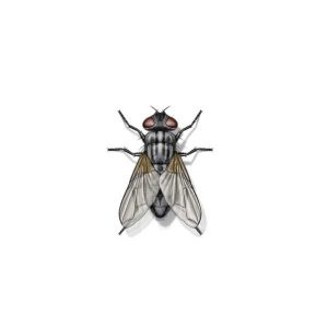 House Fly Extermination From Anderson Pest Control