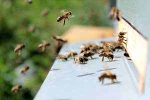 Identifying a Bee Issue - Anderson Pest Solutions Bee Wasp and Hornet Exterminators in Chicago, Illinois, and Indiana