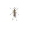 Mosquito Exterminator - Anderson Pest Solutions in Illinois and Indiana